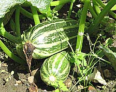 two green vegetable marrows grwon on an allotment