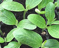 young pumpkin seedlings