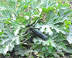 Vegetable marrow bush in fruit