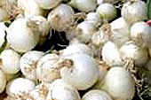 photo of onions grown for pickling