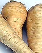 parsnips grown in the vegetable garden