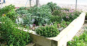 Raised beds can also be used for growing seaside plants