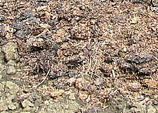 well rotted horse manure on an allotment