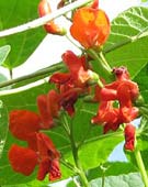 scarlet runner bean flowers