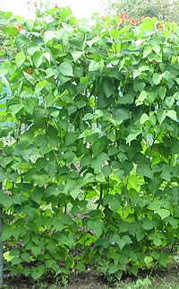 row of runner beans on an allotment