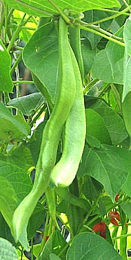 runner beans growing in the garden vegetable plot