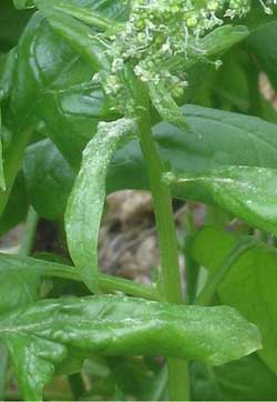 garden spinach in flower in an allotment