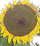 jerusalem artichokes are related to sunflowers