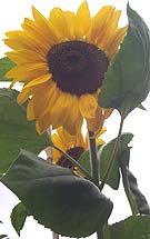 sunflower in august - attracts hoverflies