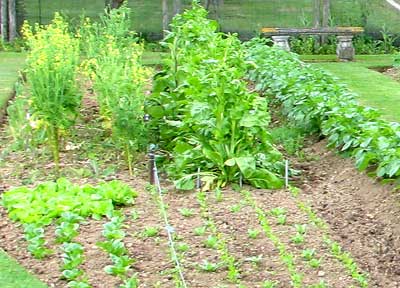 vegetable plot