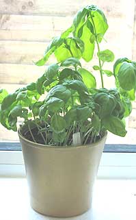 photo of a pot of basil grown on a windowsill