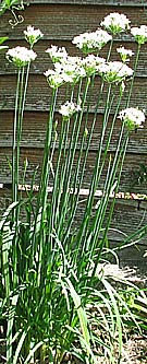 garlic chives in a flower border