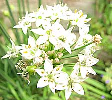 Garlic Chive Flower