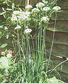 garlic chives an aromatic herb with white flowers