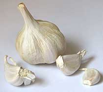garlic aromatic herb