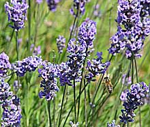 lavender attracting bees in a kent garden