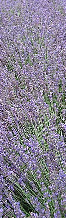 lavender at kew gardens