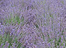 English Lavender at Kew Gardens