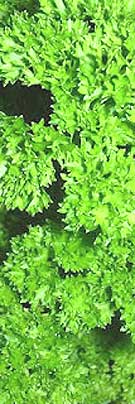 cuurly leaf parsley grown indoors