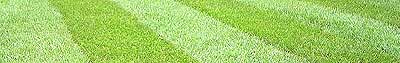 turf suppliers in Dorset
