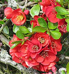 Red flowering quince chaenomeles in spring
