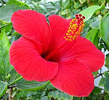 red hibiscus shrub growing in Egypt