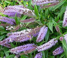 light purple flowering hebe shrub