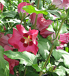 hardy red perrenial hibiscus