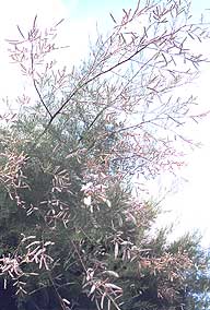 photo of tamarisk tree growing by the sea