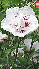 photo of a white and red hardy hibiscus shrub