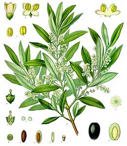 old illustration of olive tree branch and flowers