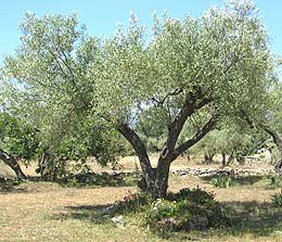 photo: spain has a perfect climate for growing olive trees
