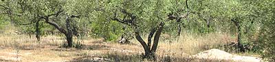Spanish olive tree grove