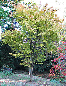 acer tree