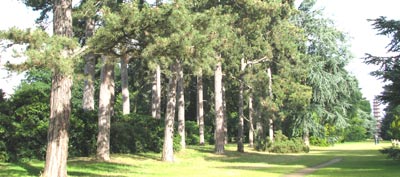 Trees at Kew Gardens